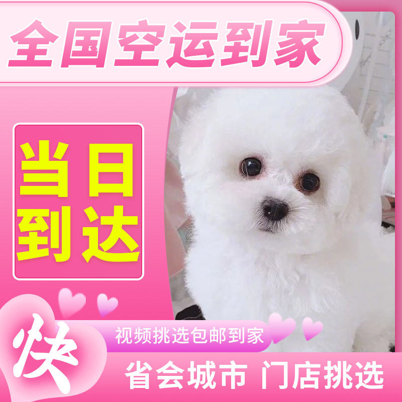 茶杯犬宠物真狗的价格 茶杯犬宠物真狗的优惠券 茶杯犬宠物真狗十大排行榜 茶杯犬宠物真狗淘宝哪家好 绝对值 茶杯犬宠物真狗的价格 茶杯犬宠物真狗的优惠券 茶杯犬宠物真狗十大排行榜 茶杯犬宠物真狗淘宝哪家好 绝对值
