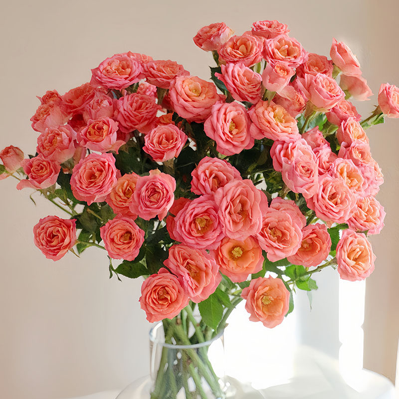 新鲜多头玫瑰鲜花狂欢粉红女郎波塞尼娜鸳鸯蔷薇迷雾香槟云南包邮