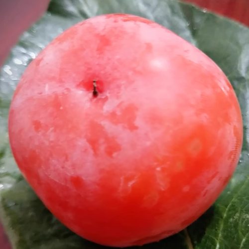 2026年9月见永定土楼红柿大柿子新鲜柿子水果无籽早柿整箱