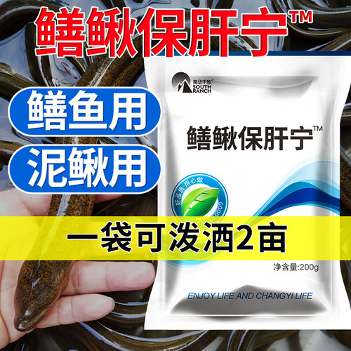 黄鳝保肝利胆综合症肿大养殖泥鳅