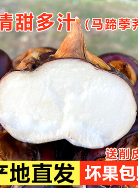 现挖湖北毛李特产新鲜红马蹄荸荠大个地梨农家水果蔬菜3斤5斤装
