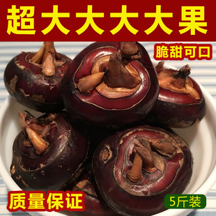湖北特产毛李超大荸荠脆甜无渣新鲜大个马蹄特大农家自种产地直销