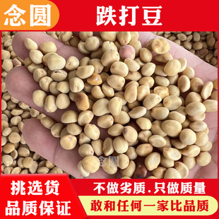 念圆 跌打豆中药材拐子豆跌打豆小偷豆子土匪豆铁打豆金指葫芦子