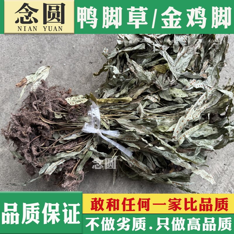 念圆鸭脚草中药材金鸡脚干货鹅掌金星草鸭掌草七星草农家自晒新货