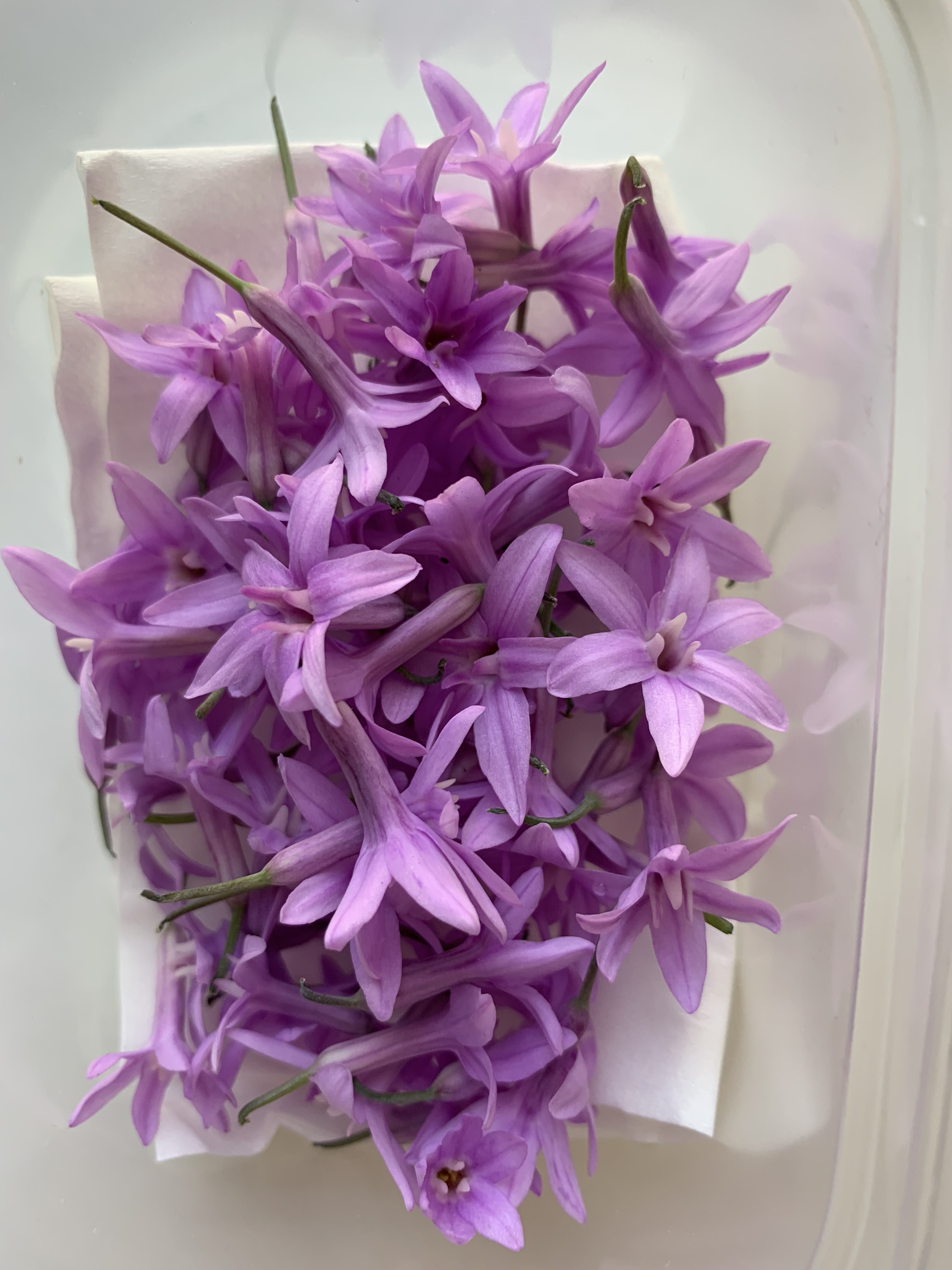 microgreens微绿田园可食用小花材 society garlic flowers生蒜花