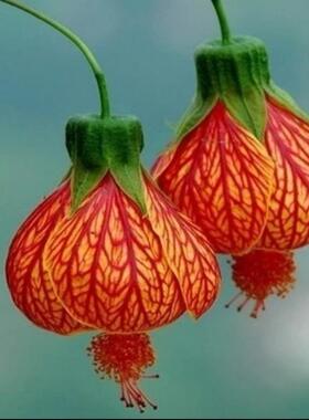 Microgreens新鲜特色 食装饰花材 灯笼花瓣30、100片/盒 主打橙色