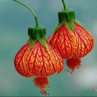 Microgreens新鲜特色 食装饰花材 灯笼花瓣30、100片/盒 主打橙色