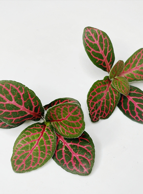 新鲜 网纹草 红绿网纹叶25朵/盒 日料西餐料理酒店摆盘装饰鲜花