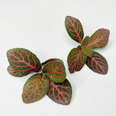 新鲜 网纹草 红绿网纹叶25朵/盒 日料西餐料理酒店摆盘装饰鲜花