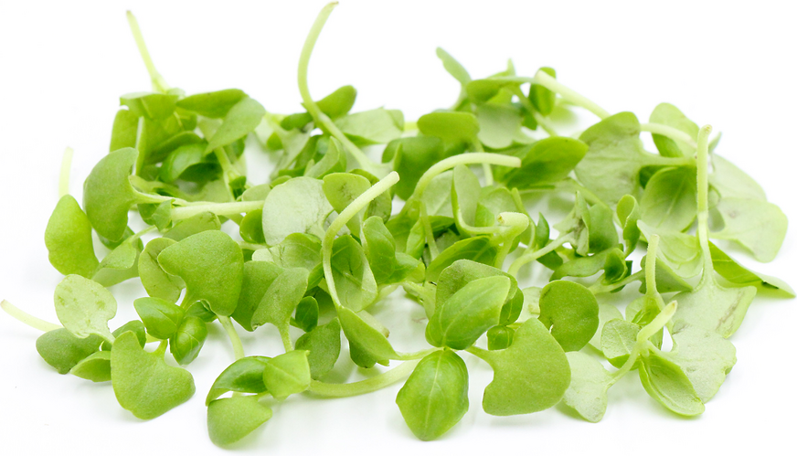 micro basil 新鲜甜罗勒苗 10g 微型罗勒苗 西餐摆盘沙拉特色食材