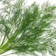 微绿田园 Dill 新鲜香草 香料 新鲜莳萝 刁草 100g 西餐摆盘烤肉