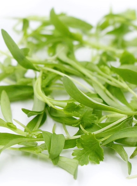 Microgreens Coriander 新鲜微型蔬菜香菜苗30g 西餐摆盘嫩叶沙拉