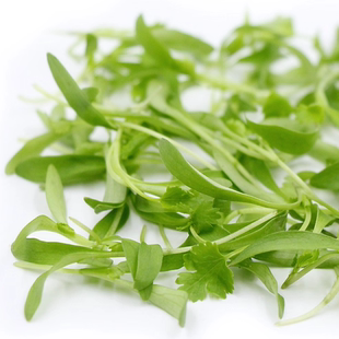 Microgreens Coriander 新鲜微型蔬菜香菜苗30g 西餐摆盘嫩叶沙拉