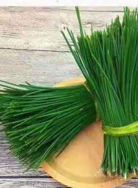 Microgreens 新鲜特色装饰叶材 马尾松50g100g