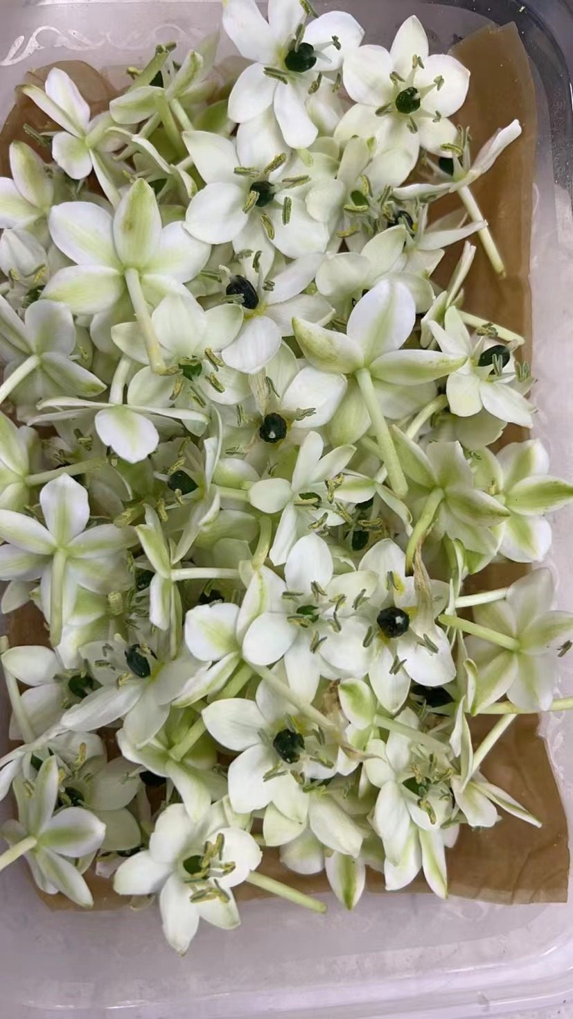 microgreens 新鲜特色装饰花材 伯利恒之星 圣诞之星 白色天鹅绒