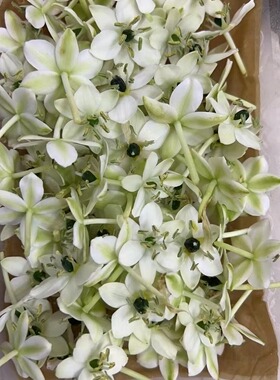 Microgreens 新鲜特色装饰花材 伯利恒之星 圣诞之星 白色天鹅绒