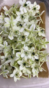 Microgreens 新鲜特色装饰花材 伯利恒之星 圣诞之星 白色天鹅绒