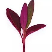 Amaranth Red新鲜火红苗/安曼红苗 30g 西餐摆盘装饰微型蔬菜