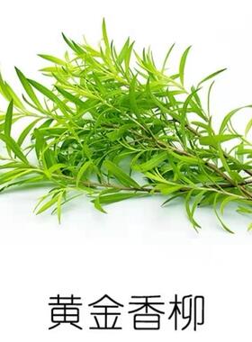 酒店日料冷盘装饰 新鲜黄金柳枝条  30克
