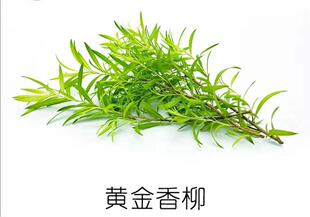 酒店日料冷盘装饰 新鲜黄金柳枝条  30克