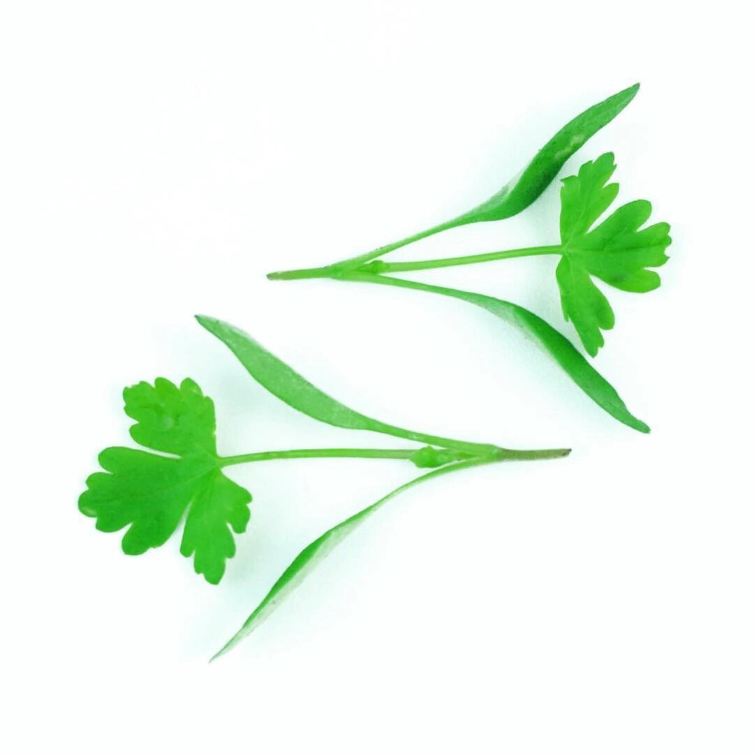 microgreens coriander 新鲜微型蔬菜香菜苗30g 西餐摆盘嫩叶沙拉