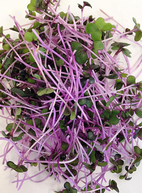Microgreens Red Kale 新鲜紫甘蓝苗10g 西餐摆盘/沙拉用芽苗菜