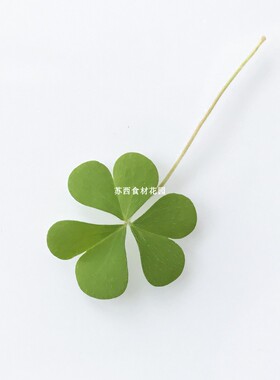 新鲜西餐摆盘花草 花苗 Microgreens 小绿色三叶草 酸浆草 30片