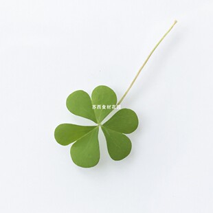 新鲜西餐摆盘花草 花苗 Microgreens 小绿色三叶草 酸浆草 30片