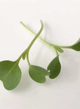 Microgreens 新鲜西餐摆盘芽苗 千宝苗20g 素食特色沙拉搭配