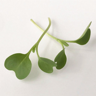 Microgreens 新鲜西餐摆盘芽苗 千宝苗20g 素食特色沙拉搭配