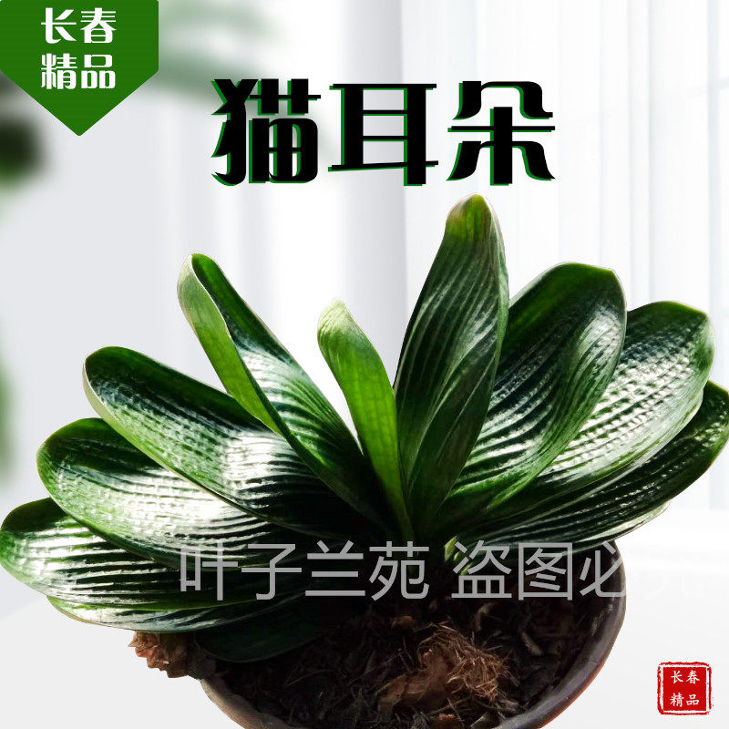 长春精品君子兰珍珠微短钢板麻脸猫耳朵圆头短叶和尚元宝绿植盆栽