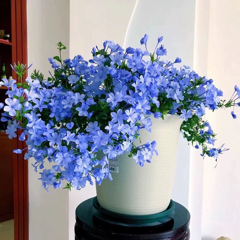 蓝雪花苗盆栽花期带花四季好养室
