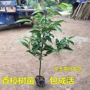 香樟树苗龙脑樟树驱蚊驱虫香樟木树名贵苗木庭院绿化风景大树