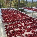 江西小青坛手工特产洛神花干果脯蜜饯玫瑰茄酸甜爽口零食茶点瓶装