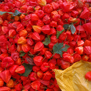 东北红姑娘果苦菇娘锦灯笼挂金灯果皮一体药用500克包邮