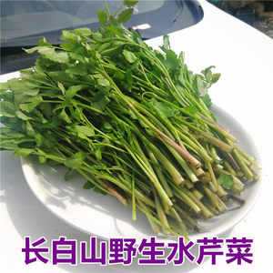 长白山野菜新鲜水芹菜产地发货