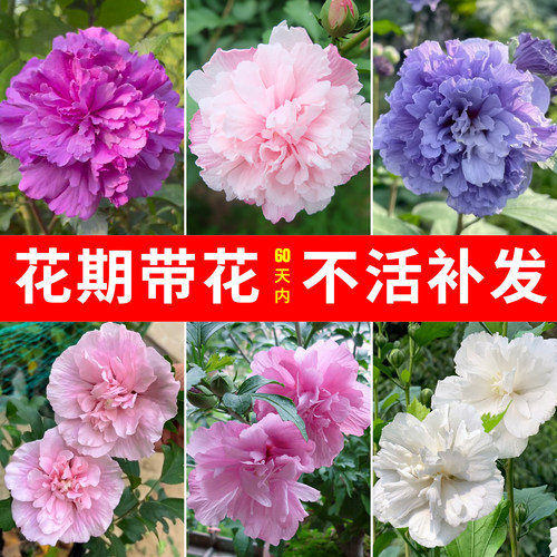木槿花树苗盆栽重瓣大花可食用