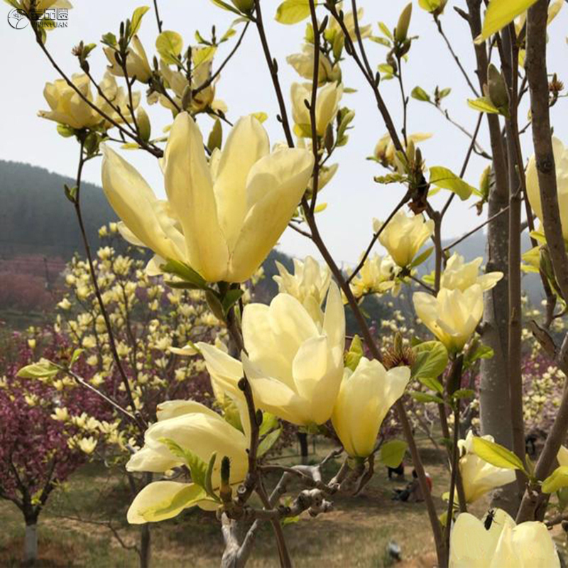 黄玉兰树苗多季开花苗圃直销