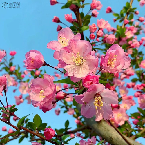 垂丝海棠树苗耐寒耐热苗圃直销