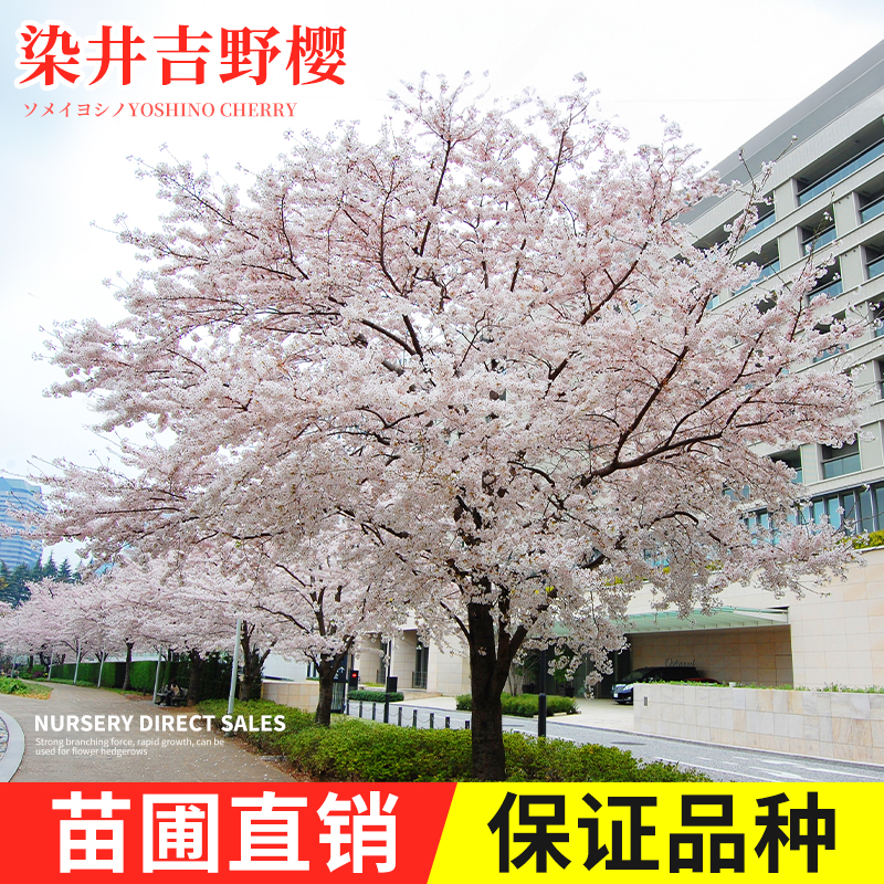 樱花树苗染井吉野苗圃直销