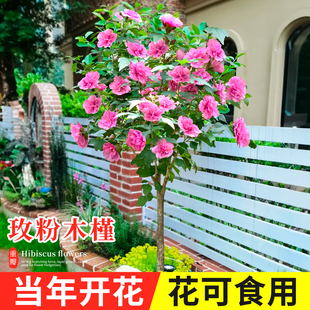 玫粉木槿花树苗棒棒糖可食用重瓣大花盆栽花苗阳台好养花卉植物