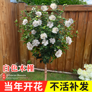 可食用木槿花树苗白色重瓣当年夏天季开花耐寒耐热耐晒室外植物