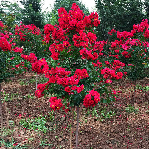 红火球紫薇耐寒耐热好成活花期长