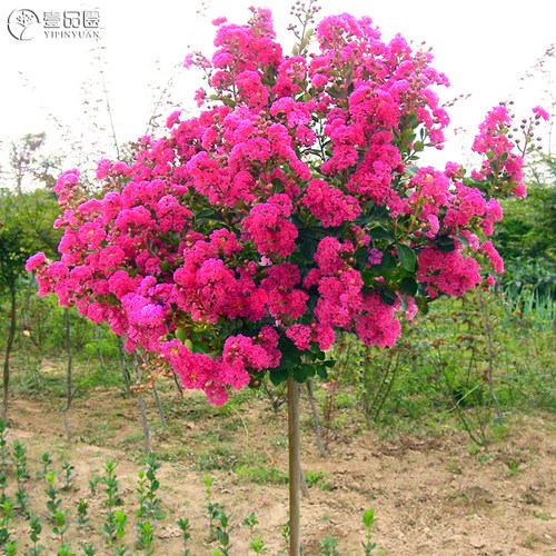 天鹅绒紫薇耐寒耐热花期长花色艳