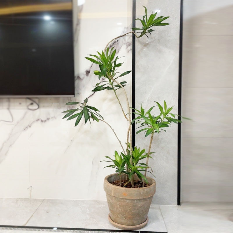 顺丰送货上门可挑选一物一拍造型百合竹耐阴易养室内盆栽植物