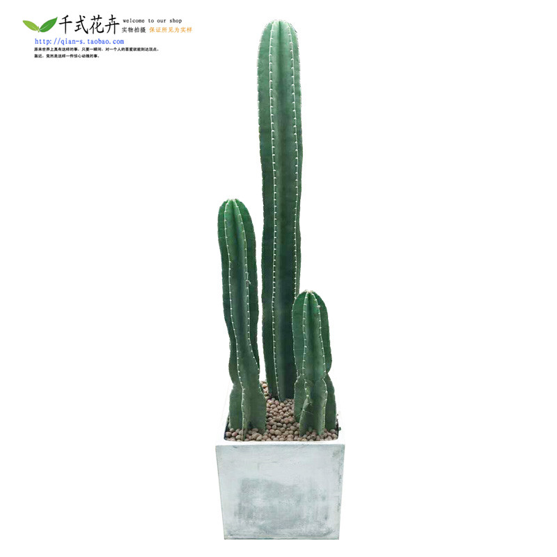 千式花卉 仙人柱 量天尺在类目 鲜花速递/花卉仿真/绿植园艺, 花卉/绿植盆栽（新）, 大型绿植/成品组合盆栽中 - 来自Buy2taobao.com提供专业的淘宝代购服务