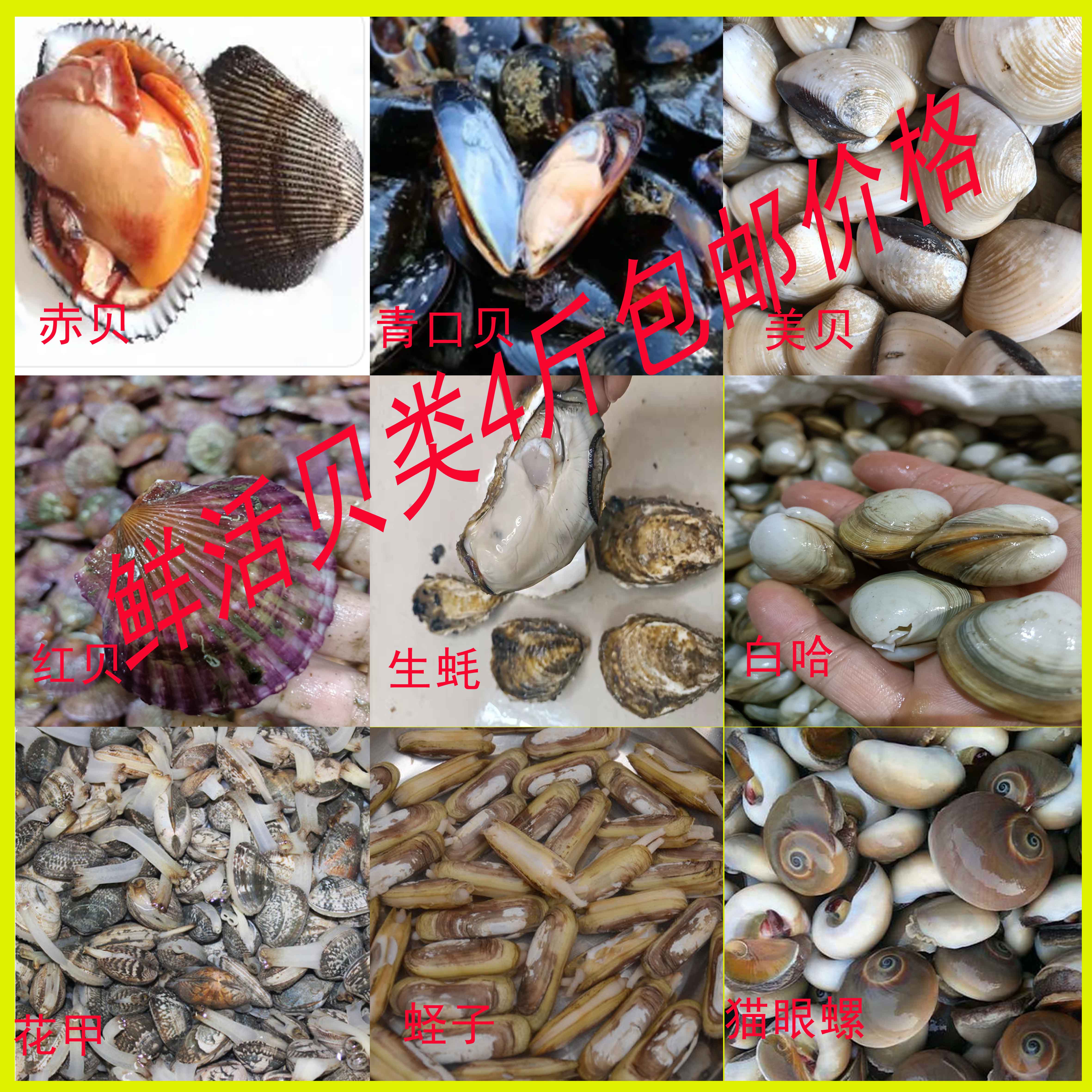 鲜活海鲜鲍鱼青口贝蛏子海鲜大咖海鲜套餐组合 水产肉类/新鲜蔬果/熟食 青口贝 原图主图