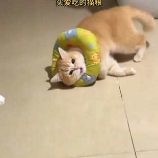 宠物伊丽莎白圈猫咪头套狗狗围脖项圈美容罩防咬防添耻辱绝育软圈