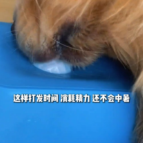宠物狗舔舐酸奶碗球形自嗨玩具