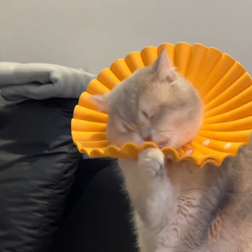 猫咪防水EVA轻软伊丽莎白圈